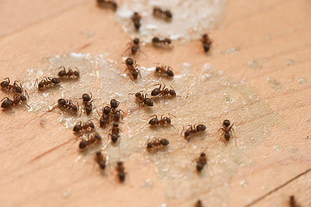 Best Local Pest Control Services  in Camden, NJ