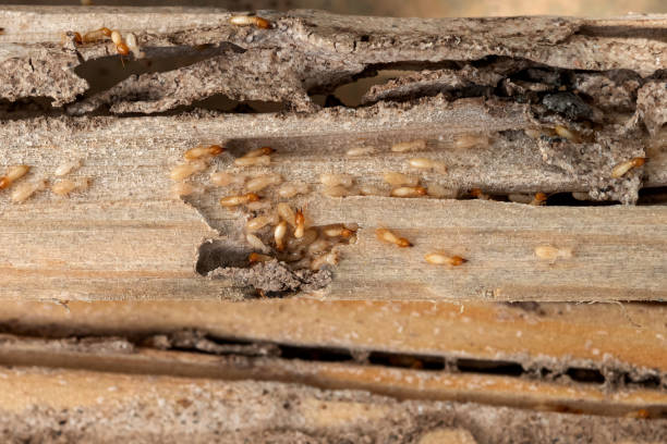 Best Mosquito Control Services  in Camden, NJ
